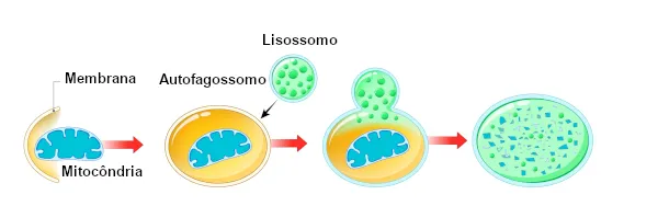 Os lisossomos são sacos membranosos repletos de enzimas.