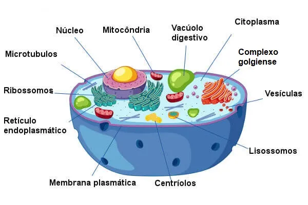 Os lisossomos são sacos membranosos repletos de enzimas.