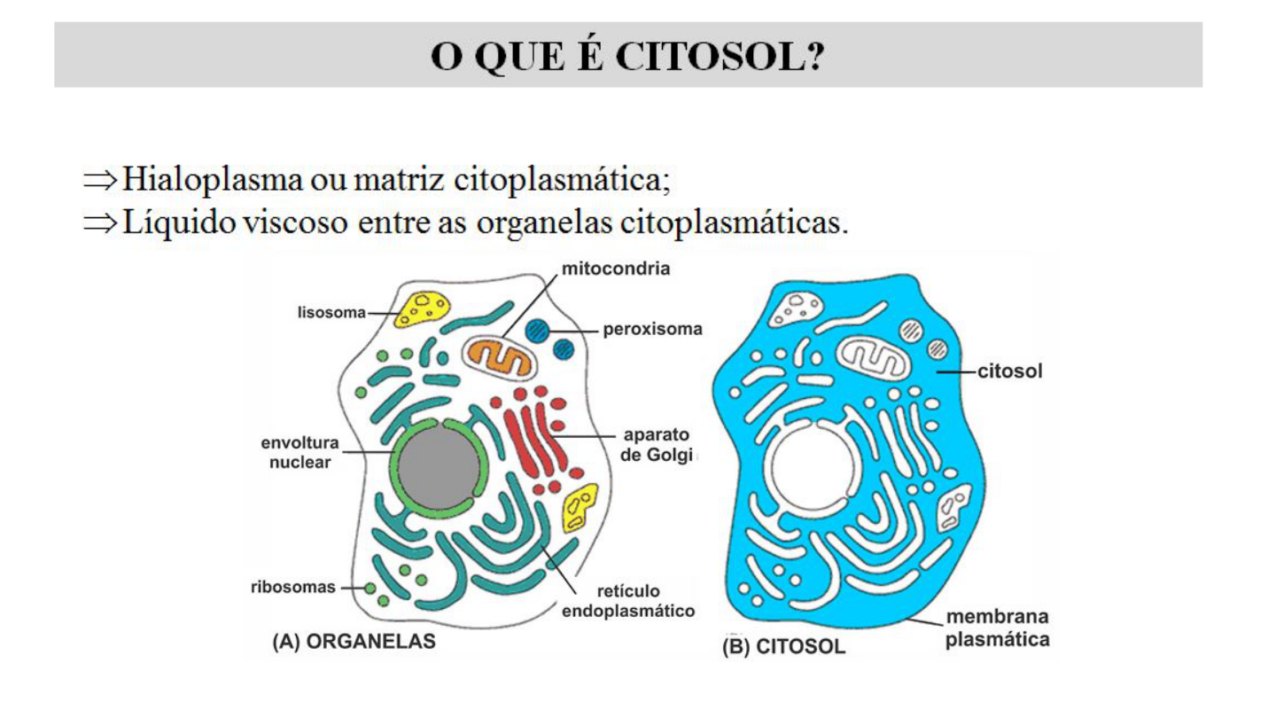 Os lisossomos são sacos membranosos repletos de enzimas.